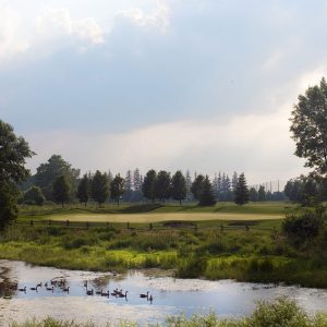 A wetland with geese next to a sustainably managed golf course