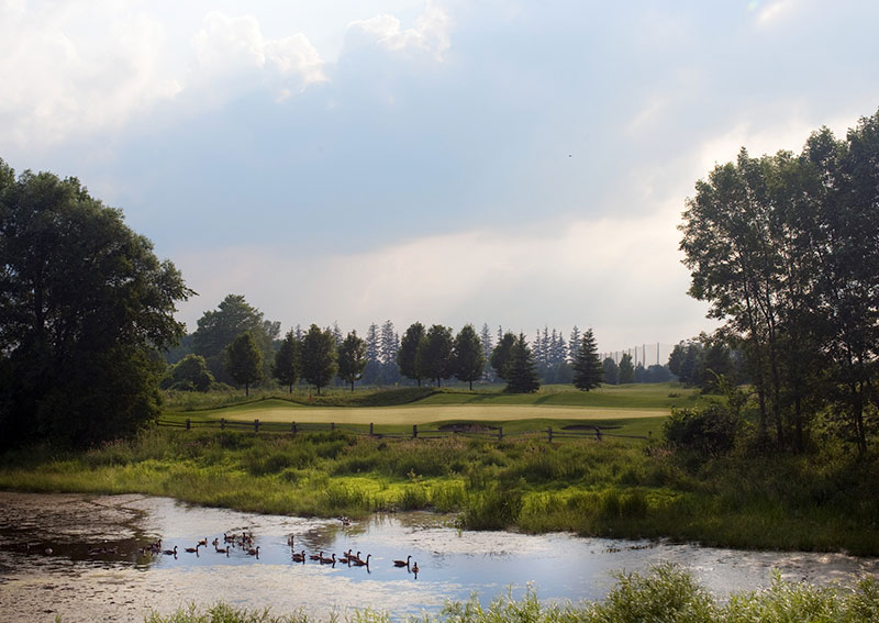 A wetland with geese next to a sustainably managed golf course